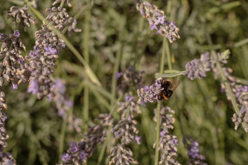 Bumblebee in the blooming lavender bush