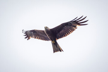 eagle in flight