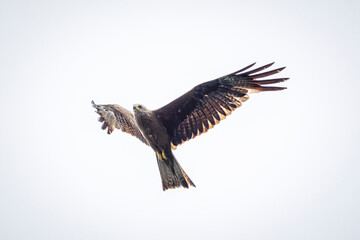 eagle in flight