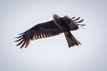 eagle in flight