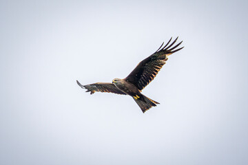 eagle in flight