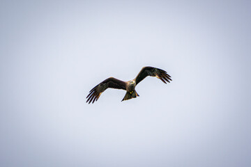 eagle in flight