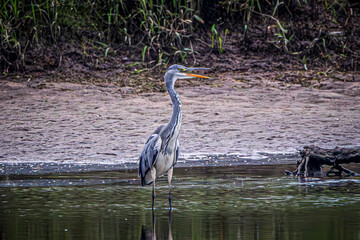 great blue heron