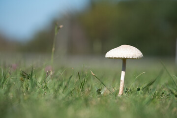 A mushroom is sitting in the grass