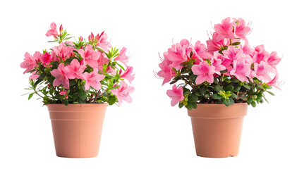 rhododendron azalea flower plants with orange pots isolated on transparent or white background
