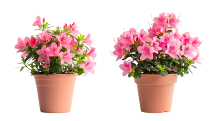 rhododendron azalea flower plants with orange pots isolated on transparent or white background