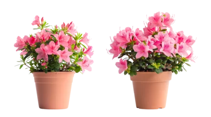 Fotobehang rhododendron azalea flower plants with orange pots isolated on transparent or white background © Chadys