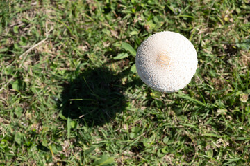 A mushroom is floating in the air above a green field