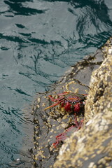 Grapsus adscensionis (Caranguejo-judeu)