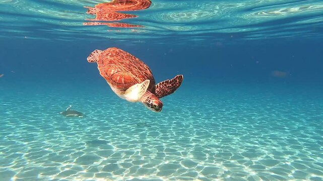 Turtle swimming in Caribbean 