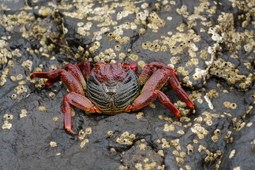 Grapsus adscensionis (Caranguejo-judeu)