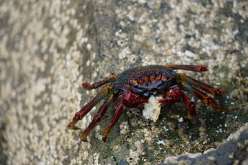 Grapsus adscensionis (Caranguejo-judeu)