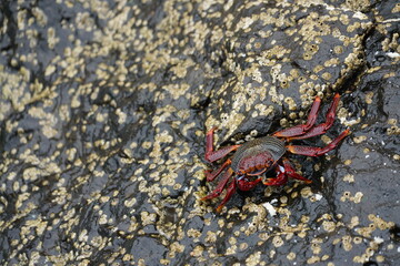 Grapsus adscensionis (Caranguejo-judeu)
