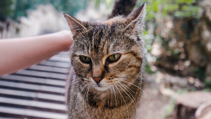 Tabby cat European cat sitting up facing front