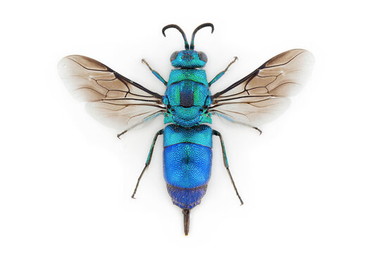 A beautiful cuckoo wasp specimen.