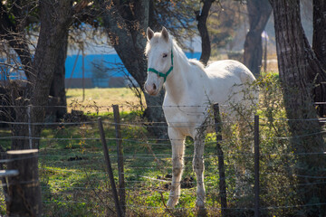 Hermoso caballo blanco de tres cuartos de perfil, cuerpo completo, figura imponente, de fondo campo de la pampa Argentina