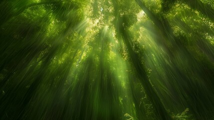 Enchanting sunlight piercing through lush green forest canopy