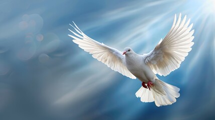 Dove in the air with wings wide open