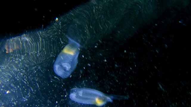 Explore mesmerizing planktonic tunicate world under the night sea