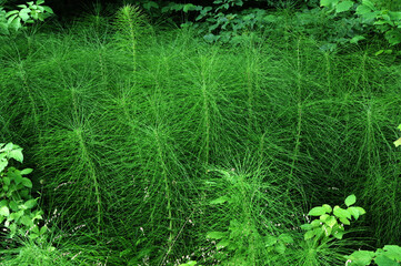 Fototapeta premium Closeup Equisetum telmateia known as great horsetail with blurred background in garden