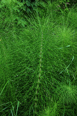 Closeup Equisetum telmateia known as great horsetail with blurred background in garden