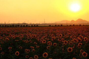 ひまわり畑