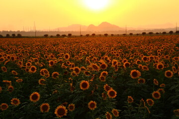 ひまわり畑