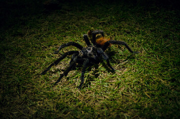 spider on a black background