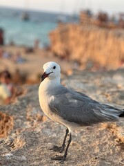 seagull on the beach