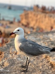 seagull on the beach