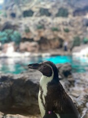 Obraz premium Penguin