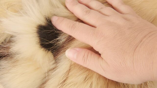 Female hands inspecting, touching natural fur, texture and quality, hands-on testing, tactile satisfaction, furrier industry, sewing fur Manufacturing