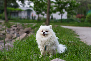 A white Japanese Spitz dog standing among in grass field
