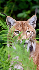 Naklejka premium Eurasian lynx in the Black Forest