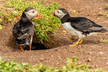 Puffins, Scientific name: fratercula arctica.  Close up of a breeding pair of Atlantic puffins guarding their burrow which contains their  puffling. Northumberland. UK.  Horizontal. Space for copy