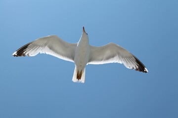 Seagull flying in the sky.