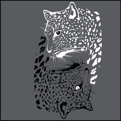 Leopardo yin yang © Andrei