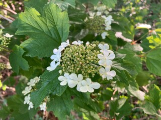 Weiße Blüte am Baum Gemeiner Schneeball blüht auf