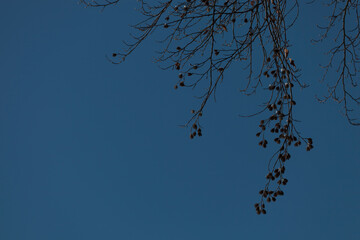 Bare branches against a clear blue sky