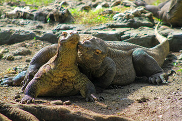 Close-up of male and female Komodo dragons during mating season