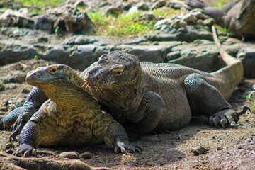 Close-up of male and female Komodo dragons during mating season