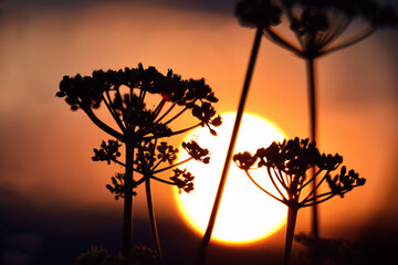Parsley flowers silhouetted against a sunset sky sun, hot summer night concept