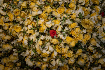 Yellow and Red roses bunch in a flower bouquet basket
