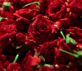 Red rose flower stack in the market