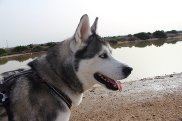 husky dog