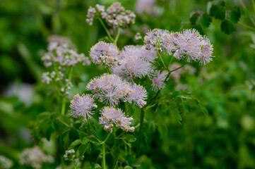 Thalictrum aquilegiifolium siberian columbine meadow-rue pink flowers in bloom, wild alpine flowering plant