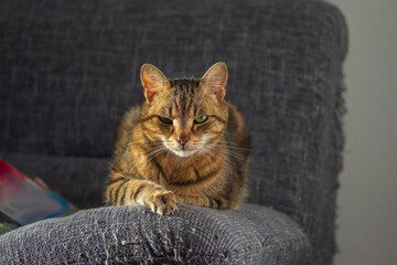 Lazy marbe domestic cat on gray sofa, eye contact, cute smart lime eyes on tabby face, handsome boy