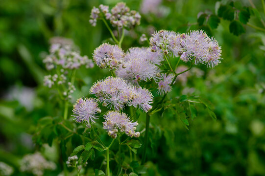 Thalictrum aquilegiifolium siberian columbine meadow-rue pink flowers in bloom, wild alpine flowering plant