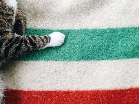 cat paw on cozy striped wool cabin blanket