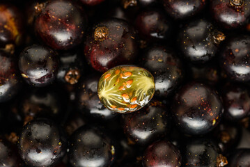 black currant berry in section